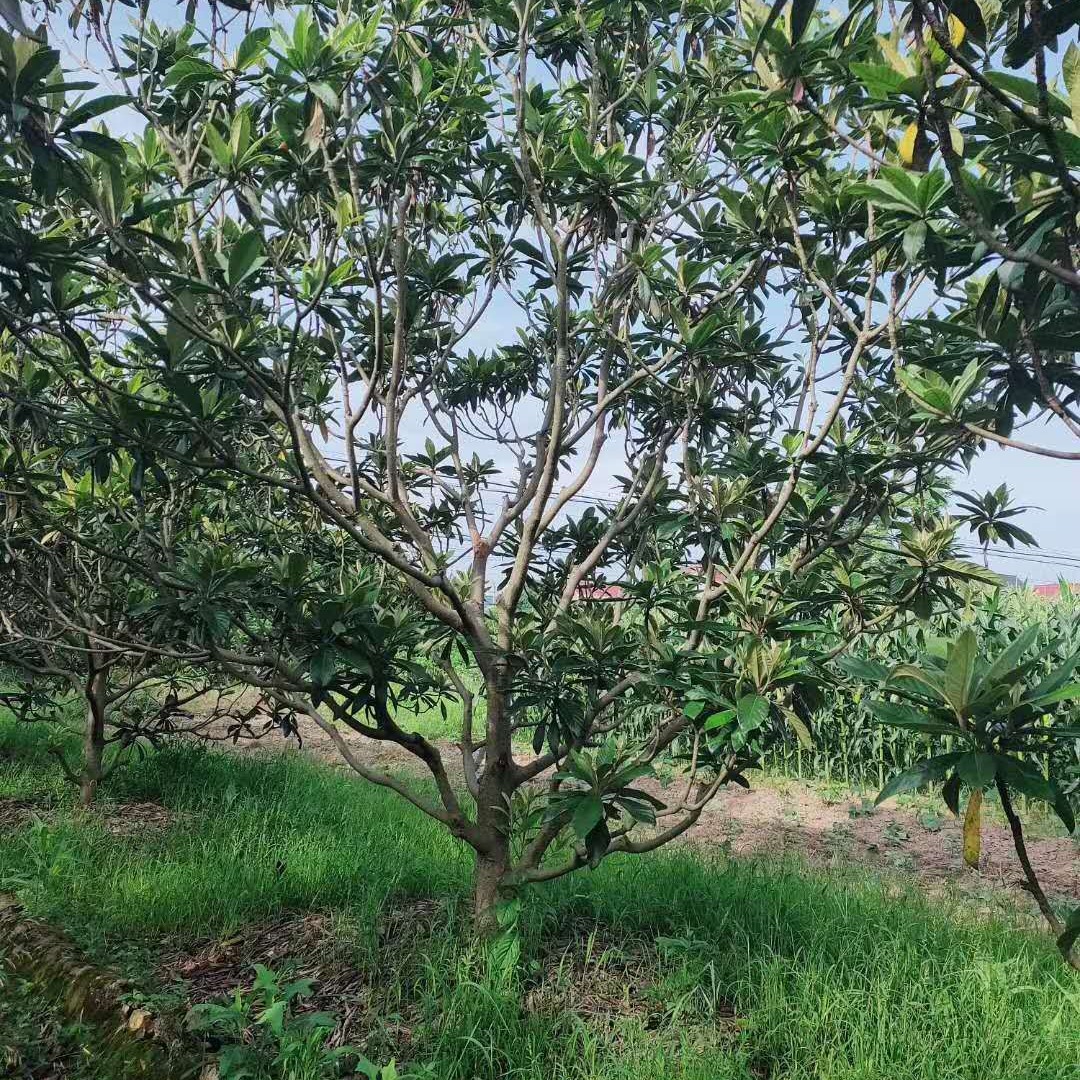 杭州枇杷 果树绿化苗供应 枇杷产地 金华千喜苗木长期出售图片