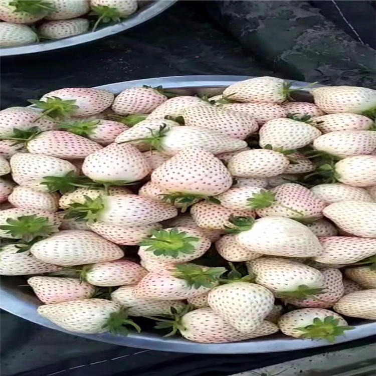 草莓苗提供大棚种植方法 批发白雪公主草莓苗 量大从优