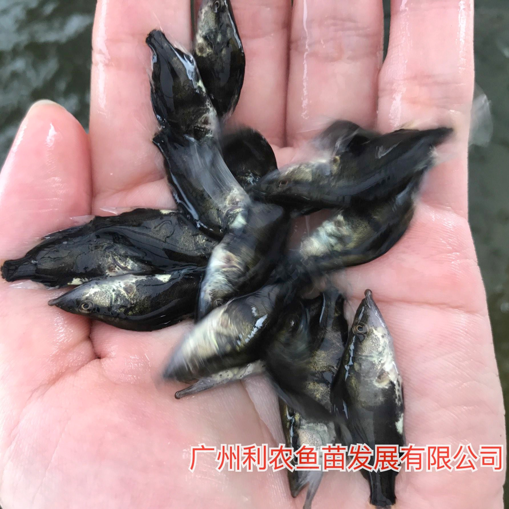 包邮包活 福建福州桂花鱼苗出售 3-4cm快大品种优选鳜鱼苗