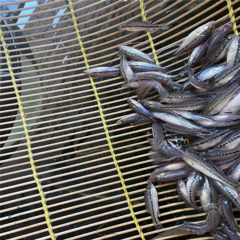 广东加州鲈种苗基地供应  大棚养殖鲈鱼苗方法 专业提供七星鲈鱼苗 包活
