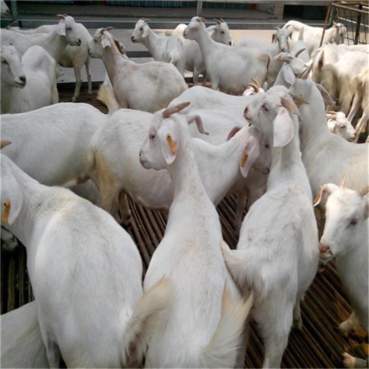 萨能奶山羊5个月的羊羔出售-白山羊头胎怀孕母羊种公羊价格-龙翔牧业图片