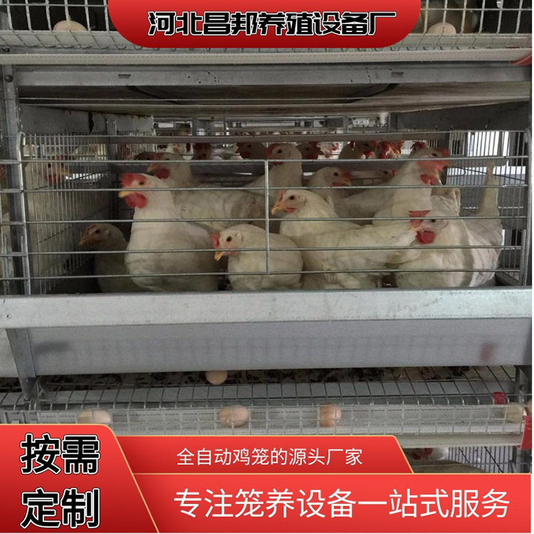 养殖笼具批发 出售蛋鸡笼 昌邦 层叠蛋鸡笼 厂家出售