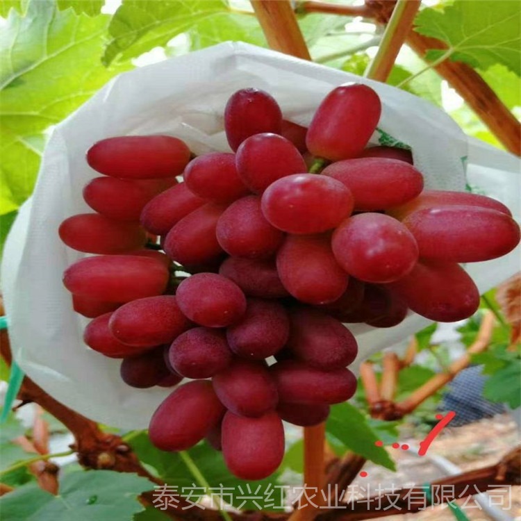 葡萄树苗新品种 甜蜜蓝宝石葡萄苗销售基地 克伦生葡萄树苗图片