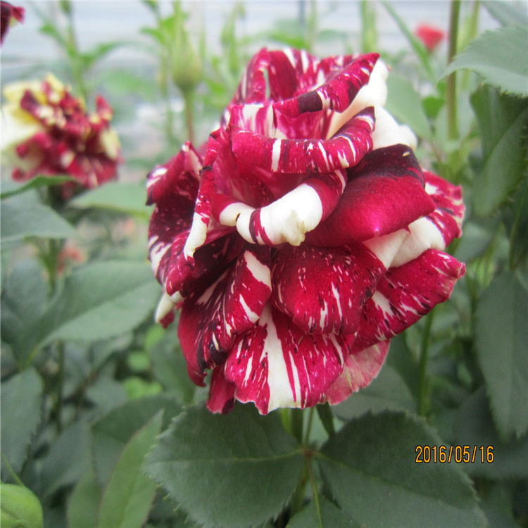 昆明基地批发热销多头微型小桃红玫瑰花当年开花鲜切扦插玫瑰种苗示例图16