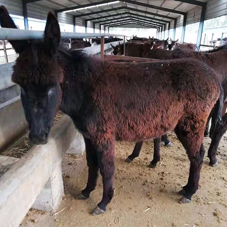 德州驴小驴苗 出售驴苗肉驴品种 适合养殖肉驴苗 鼎荣 厂家供应