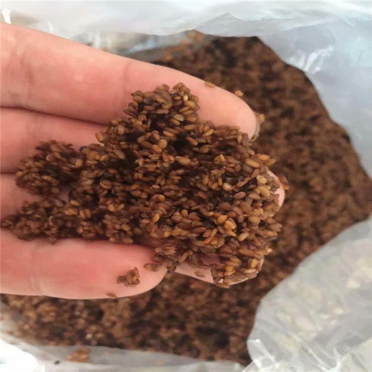 今年新採刺嫩芽种子沙藏催芽处理三遍水淘菜籽发芽率高图片