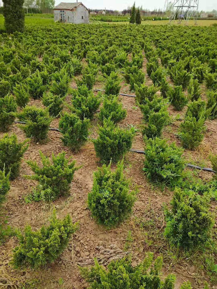 绿化施工种植方案文档