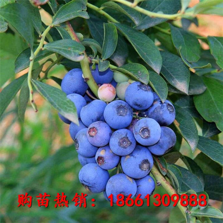 蓝莓苗基地现货 量大优惠 蓝莓苗价格 山东蓝莓树苗基地 薄雾蓝莓树苗