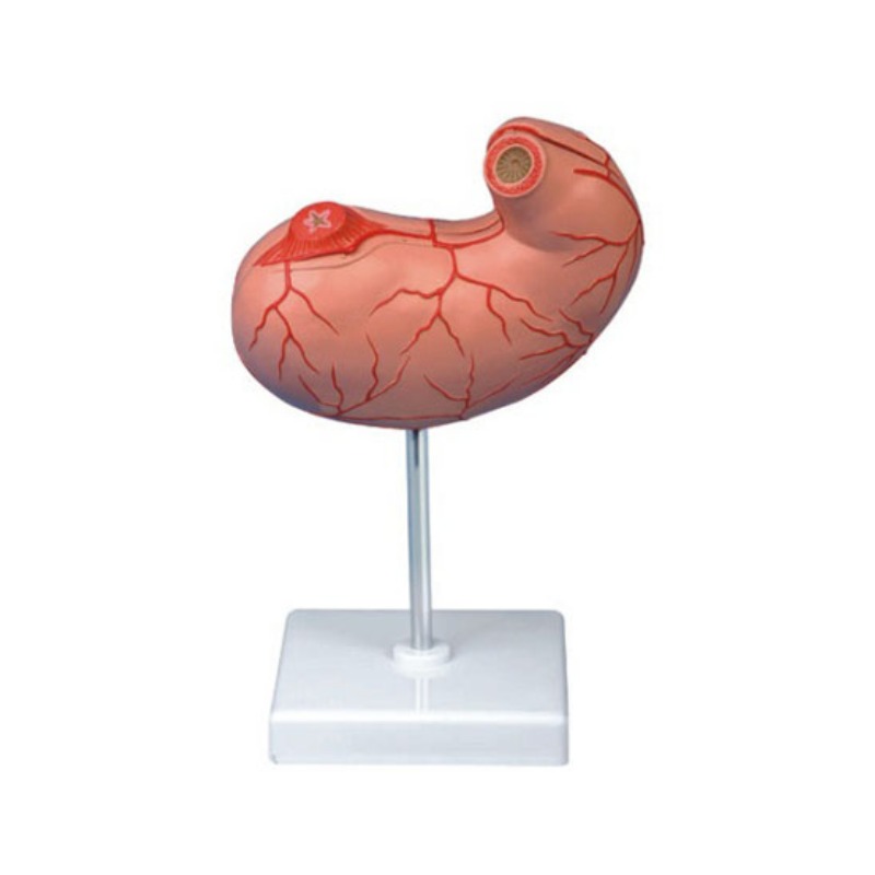 胃及剖面模型实训考核装置  胃及剖面模型实训设备 胃及剖面模型综合实训台图片