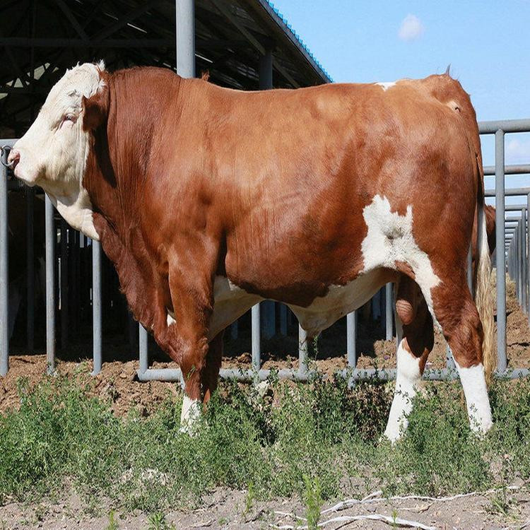 厂家供应改良肉牛 改良肉牛小牛犊 肉牛养殖场出售 现代 常年供应
