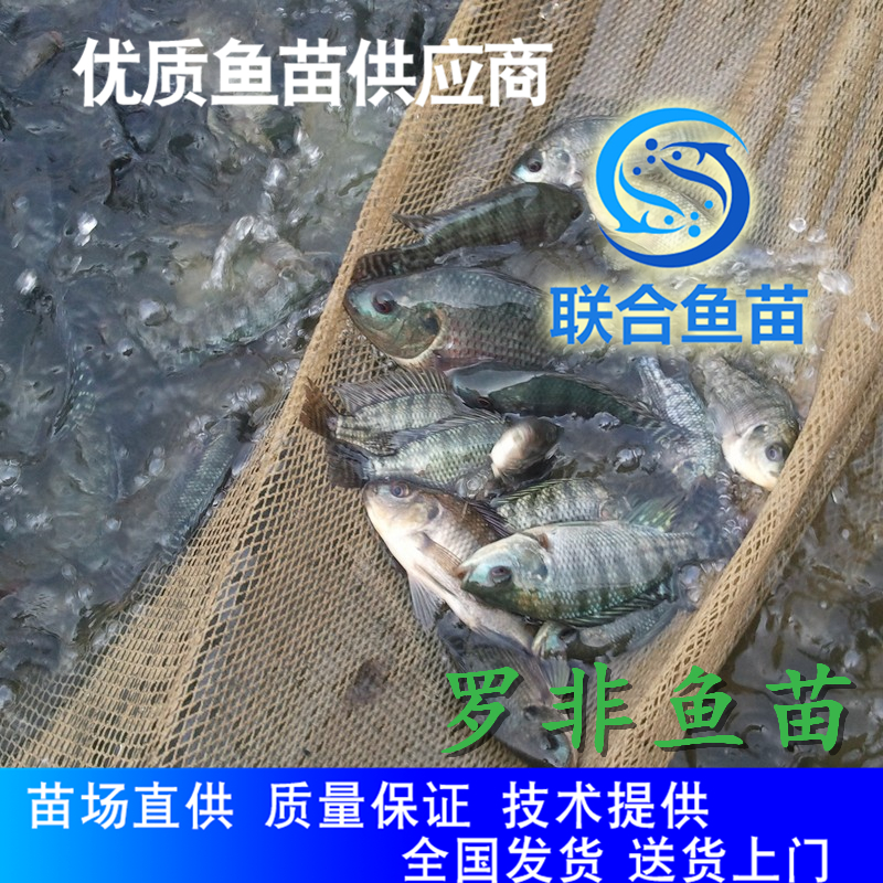 高效益养殖品种福寿鱼苗 忻城福寿鱼苗-罗非鱼种苗图片