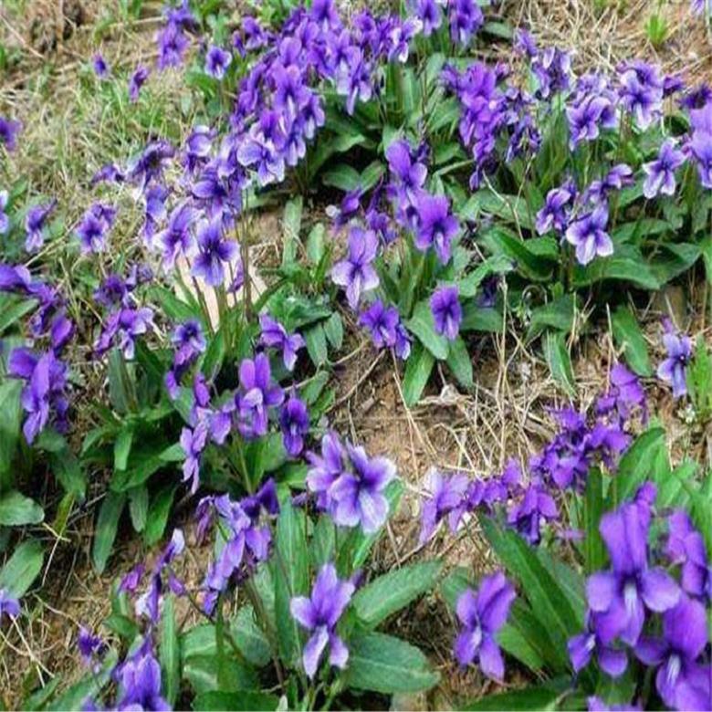  凡艺园林 迎春花 批发基地 黄菖蒲 批发基地