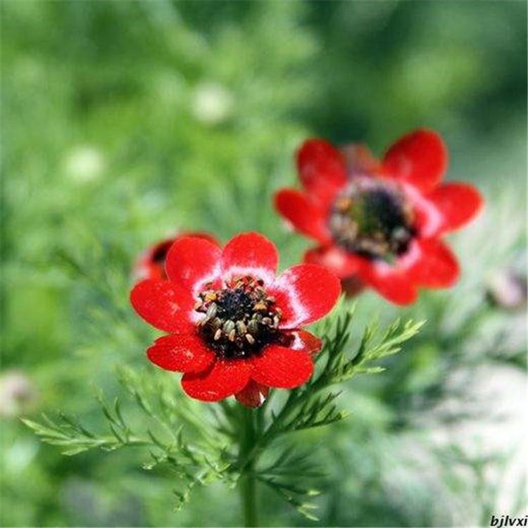 现货供应福寿花种子红色一年生草本绿植冰凌花种子园林景观花卉图片