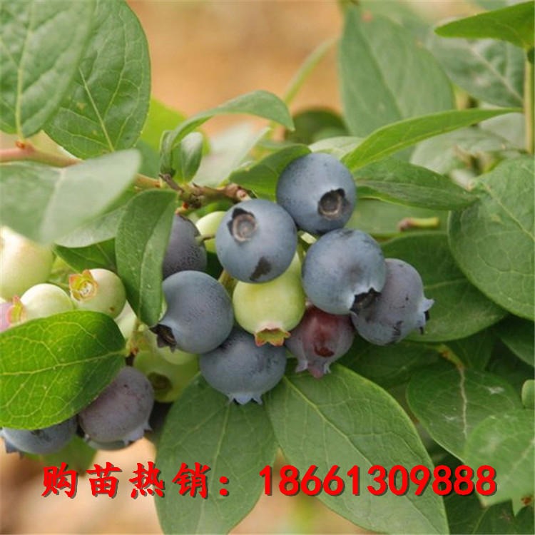 蓝莓苗 北陆 蓝丰蓝莓苗品种多样 可实地参观考察