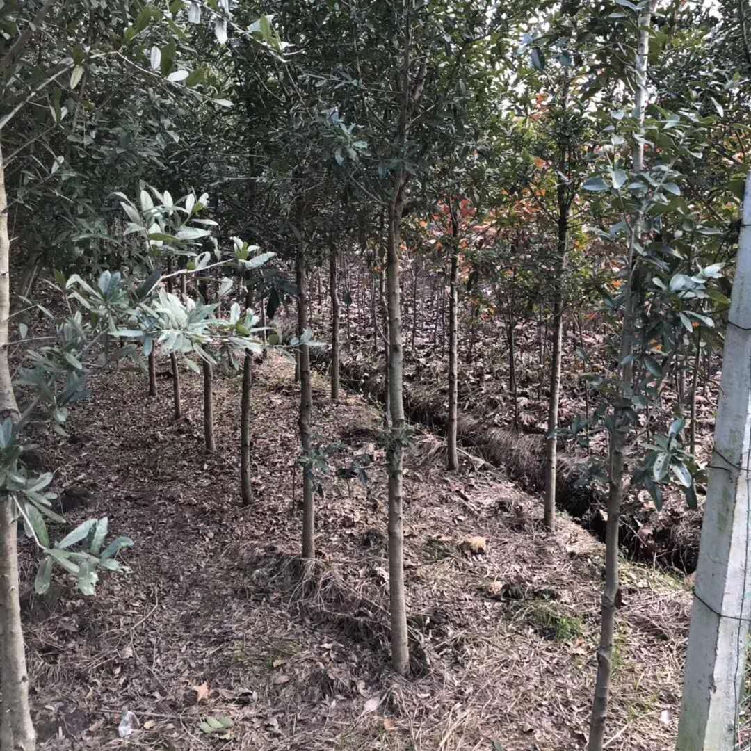 安徽水杉 苗木粗壮 5-20公分水杉价格 千喜苗木新苗