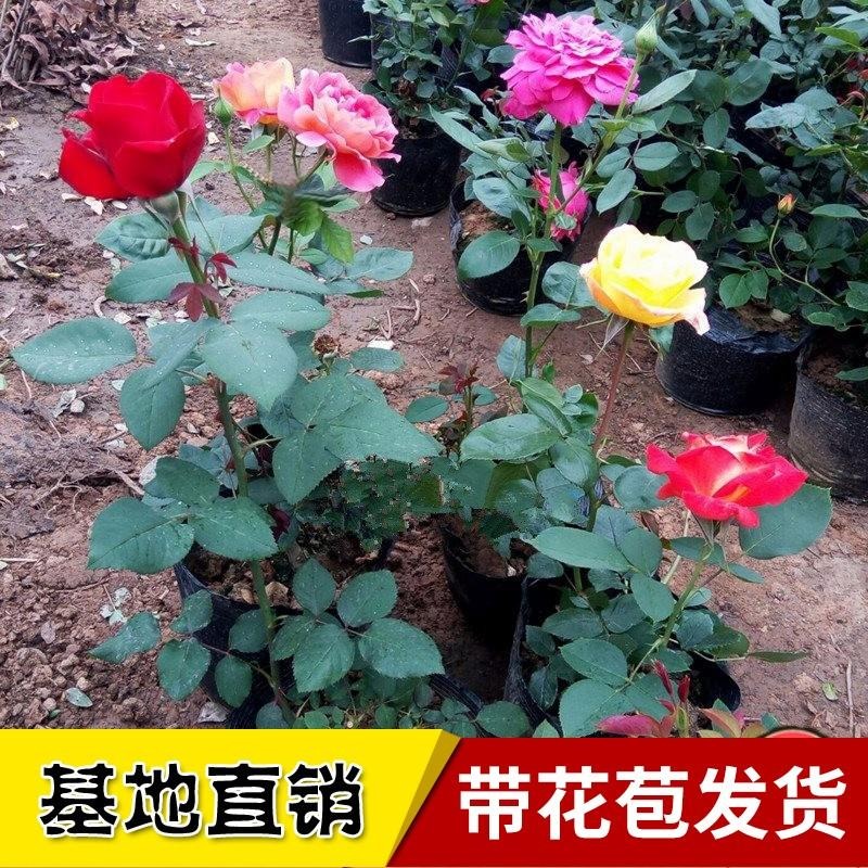 玫瑰花苗种植方法(玫瑰花种子如何种植)
