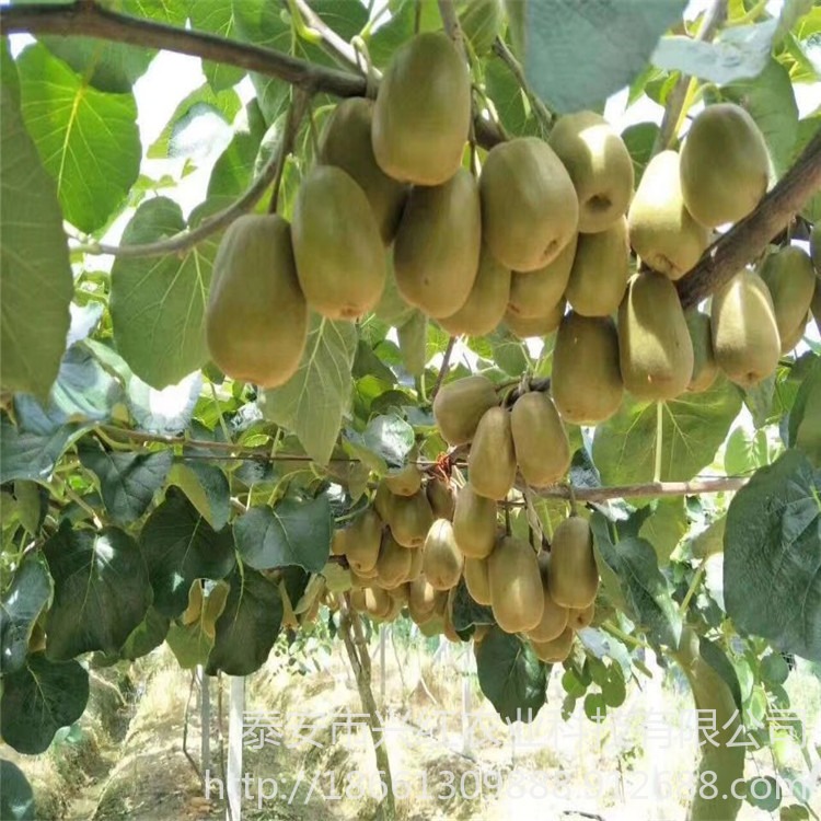 红阳猕猴桃出售 猕猴桃树苗种植技术管理 欢迎前来咨询图片