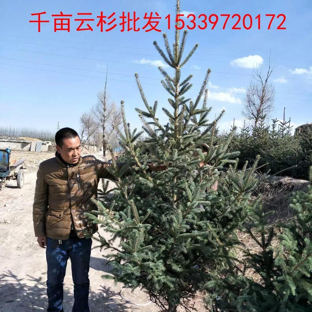甘肃云杉出售 1米2米3米4米云杉自家种植多  货源规模大种植多