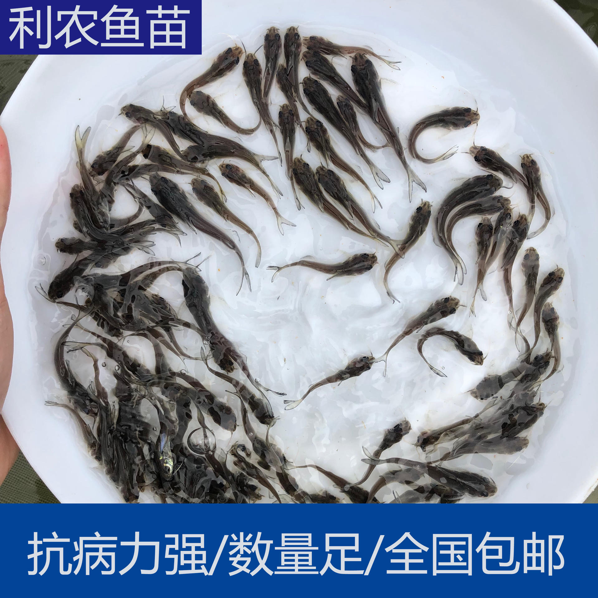 技术指导 广西北海叉尾鱼苗批发养殖场 5cm叉尾鱼苗出售