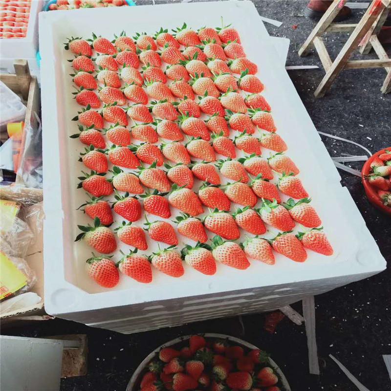 幸香草莓苗 销售基地 泉诚苗木 红宝石草莓苗 供货商家 