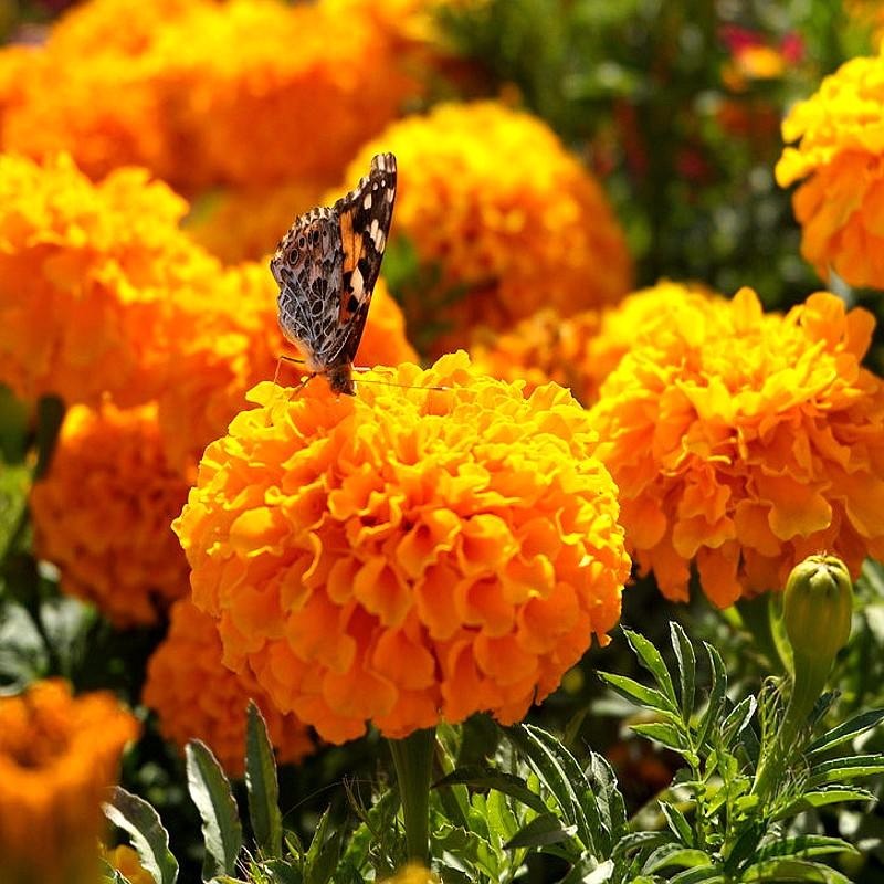 万寿菊花种子 好养的花 庭院室外花卉种孑 四季开花不断 花种子易活 花海种子图片