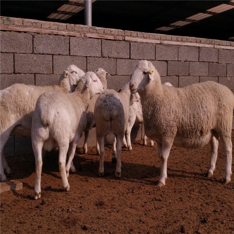 龙翔杜泊羊养殖场 白头杜泊羊 杜寒杂交羊 纯种白头杜泊绵羊价格