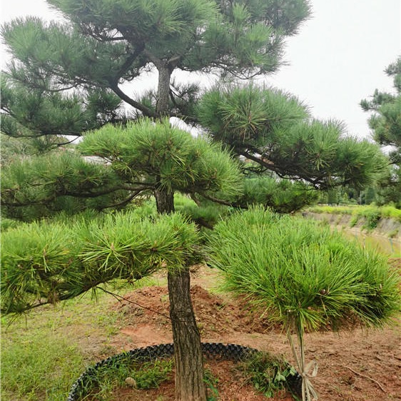 造型黑松基地 基地批发18公分造型黑松价格  造型黑松盆景  日本造型黑松