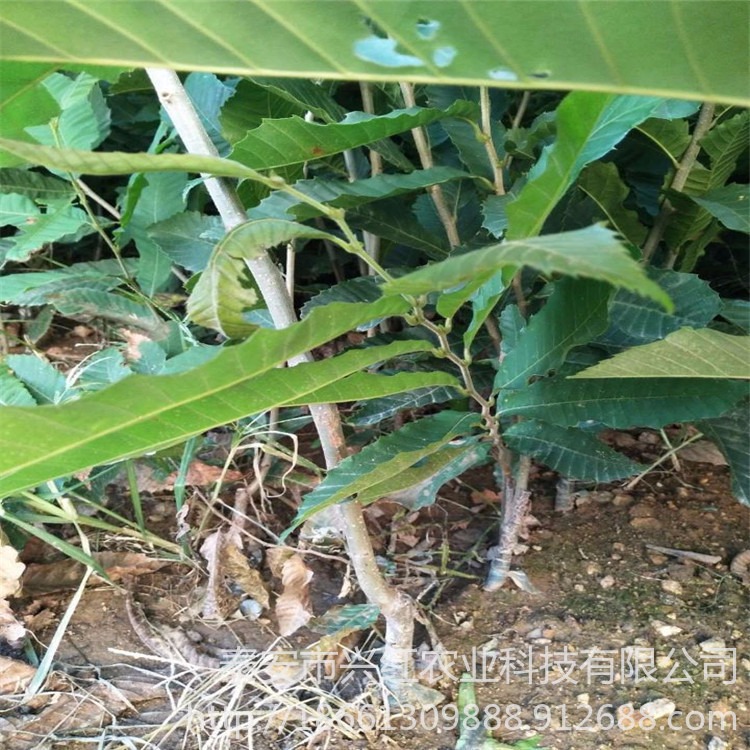 泰山薄壳板栗苗 油栗板栗树苗 华丰板栗树苗提供种植技术