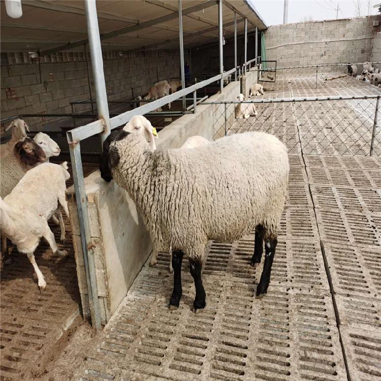 山东萨福克羊种羊养殖基地 通凯 30斤萨福克羊价格 签订回收合同示例图14