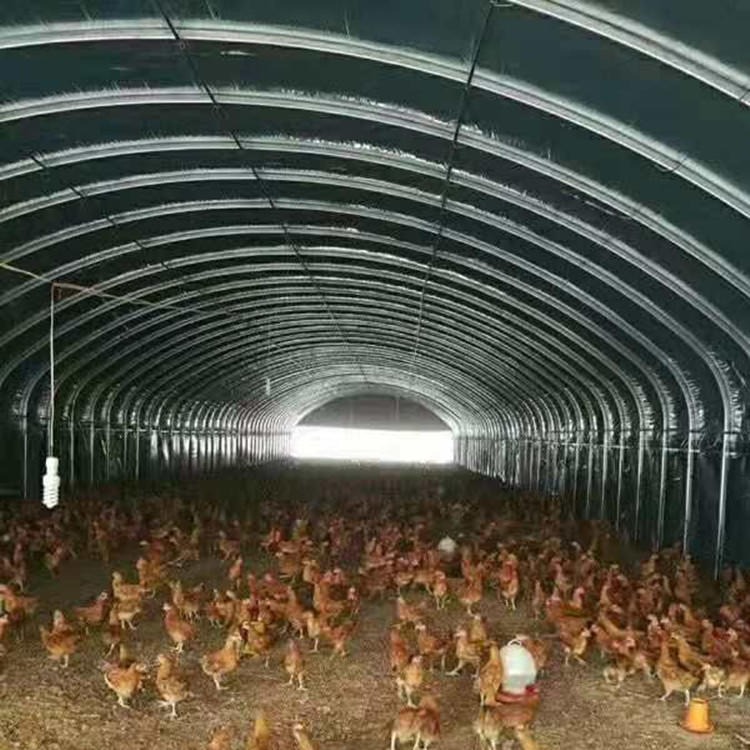 新式养蛋鸡大棚 鸡苗育雏温室 简易养鸡棚 肉鸡饲养钢架棚 新式鸡舍图片