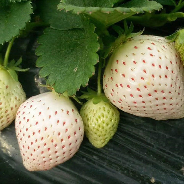 长期供应白草莓苗 奶油草莓 白雪草莓苗 成活率高草莓种子图片