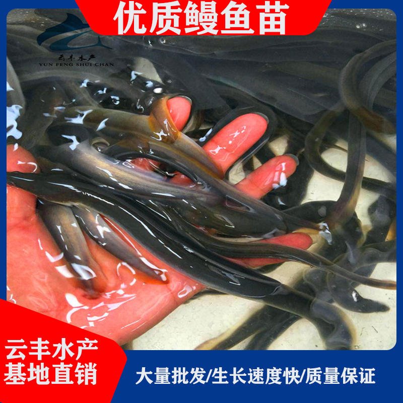 大量日本鳗鱼苗  供应白鳗苗  欧鳗鱼苗价格实惠