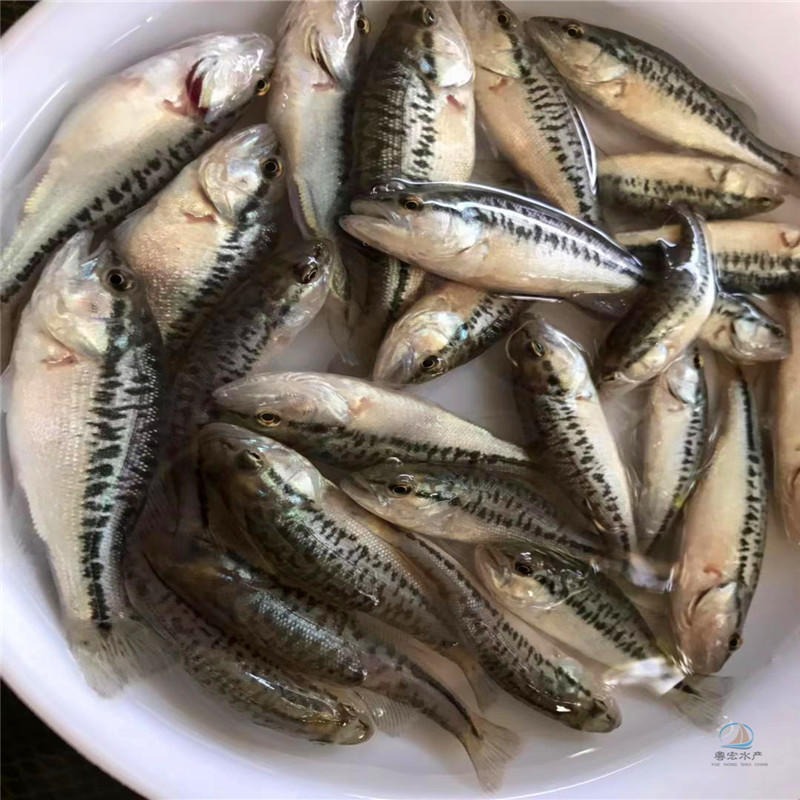 黔东鲈鱼苗淡水养殖 路亚鱼苗 加州鲈鱼苗低价供应图片