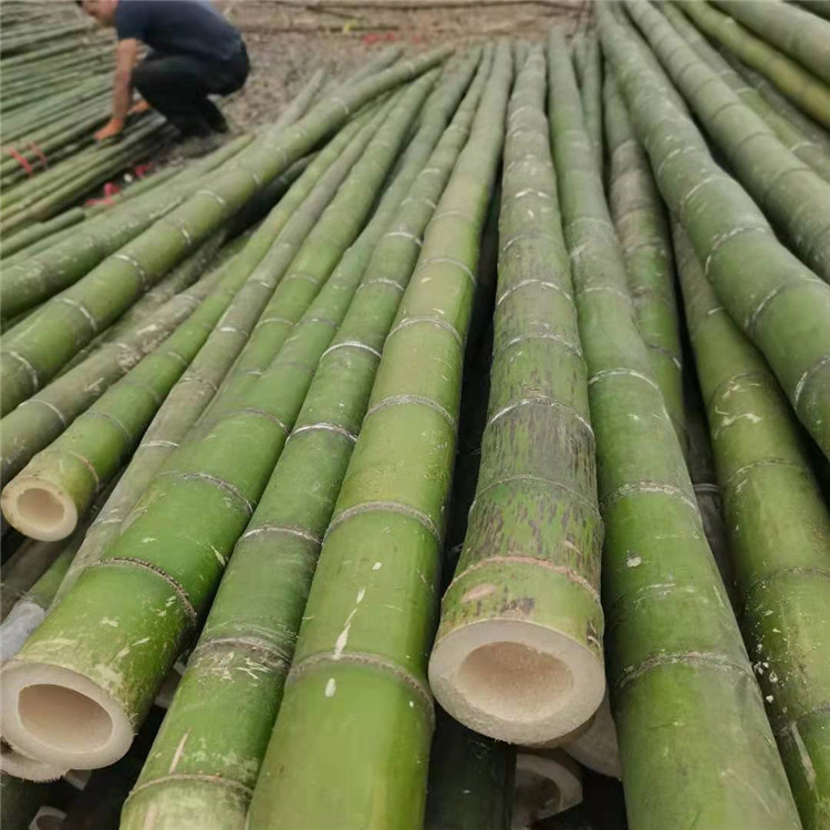 工程绿化树木支撑竹竿 大棚竹竿精细齐全