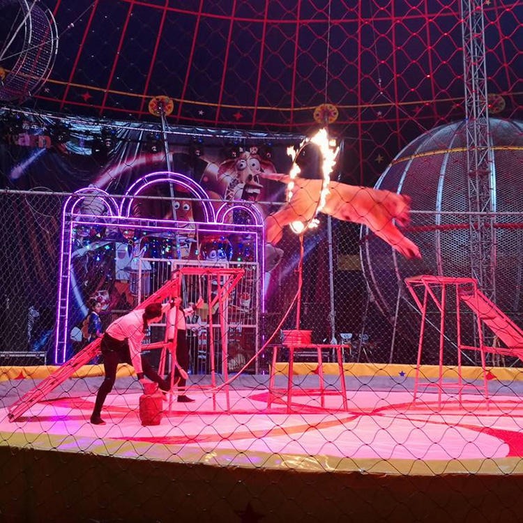 江门 马戏团表演 杂技表演 海洋动物表演 众暖马戏团外出演出