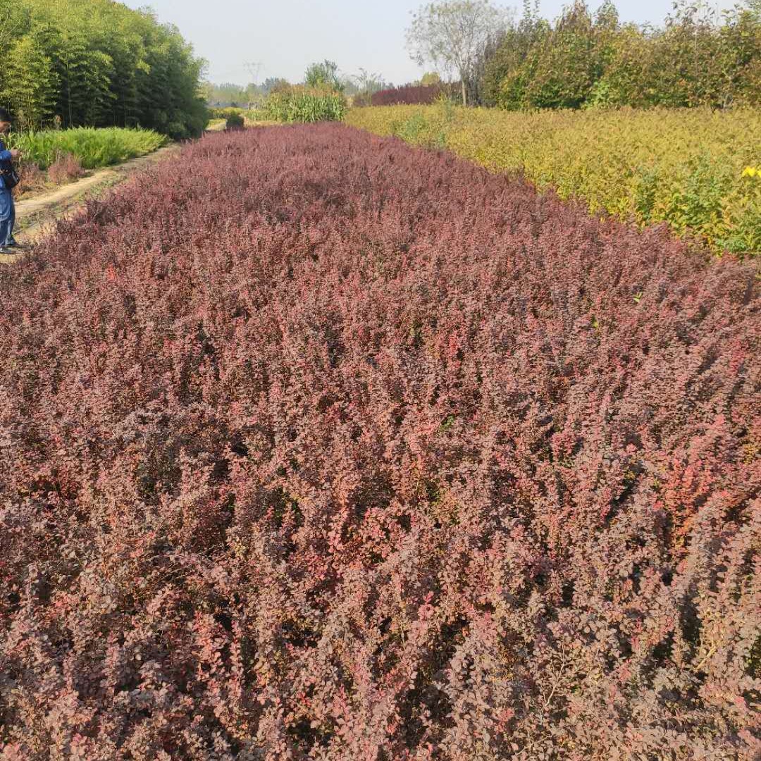 紫叶小檗基地 60高紫叶小檗批发 苗圃直供 一手货源 保定大叶园林绿化公司