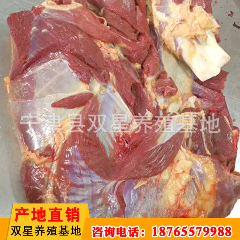 直销鲜马肉 新鲜营养肋条肉 低温储藏运输肉质鲜美马肉批发示例图10