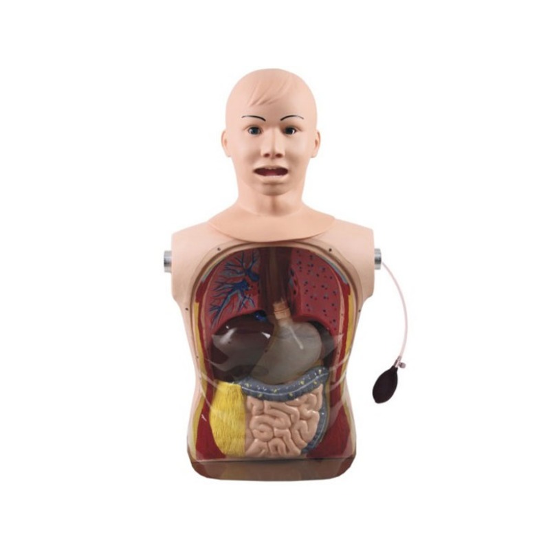鼻胃管与气管护理模型实训考核设备   鼻胃管与气管护理模型实训装置    鼻胃管与气管护理模型综合实训台图片