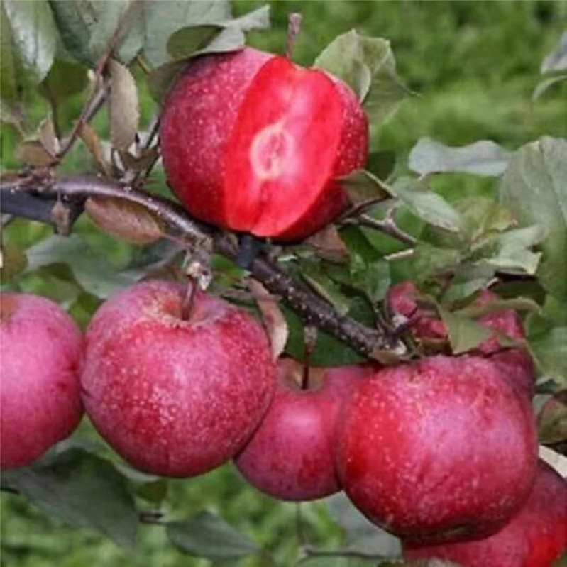 山东红肉苹果苗基地   现挖现卖瑞阳苹果苗   免费提供红肉苹果树苗管理技术