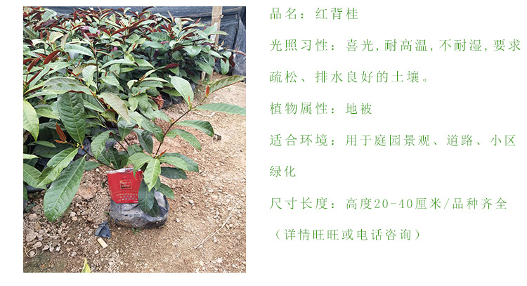 红背桂高度40厘米 丛生常绿灌木绿化移栽苗 大量批发红背桂规格齐示例图4