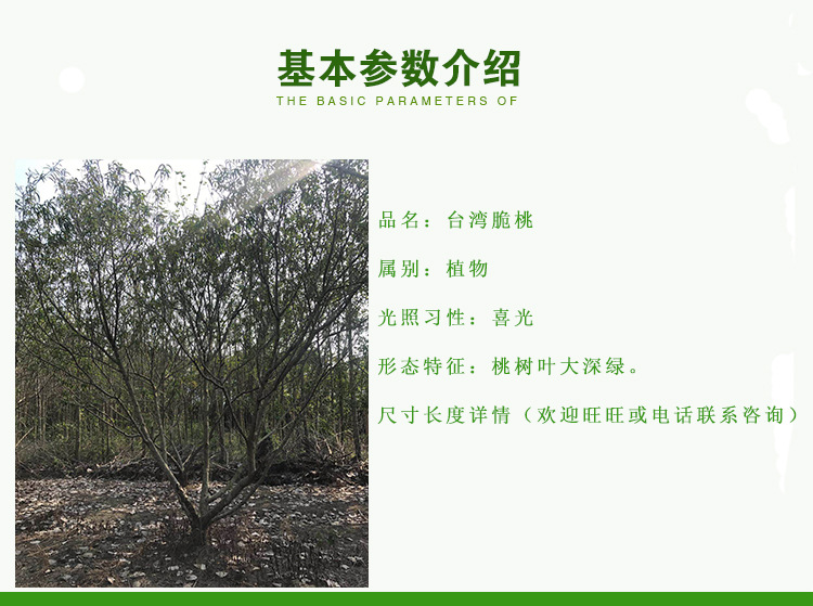 台湾脆桃 脆桃树冠幅3米农户种植批发 台湾脆桃地苗种植产地出售示例图2