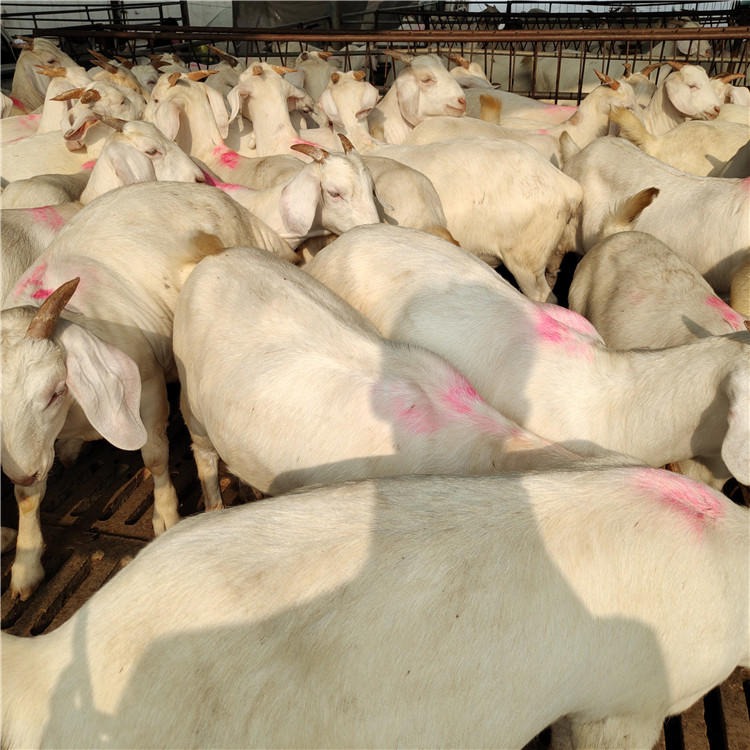 波尔山羊苗价格-白山羊成年-正宗山羊批发-农家散养肉山羊-龙翔牧业