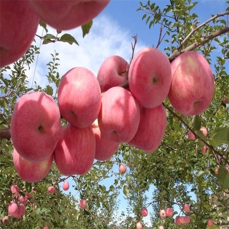 烟富系列苹果苗大量出售 矮化苹果苗价格 苹果苗量大优惠果树苗价格