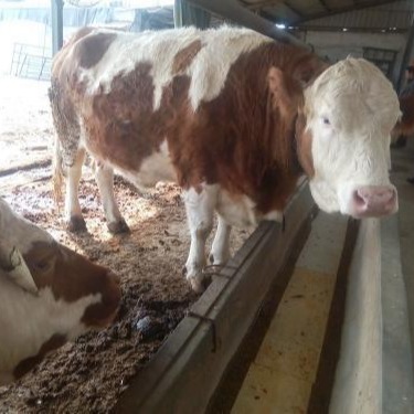 养牛基地合作养殖 现在西门塔尔牛价格 养殖西门塔尔牛犊 西门塔尔牛养殖基地