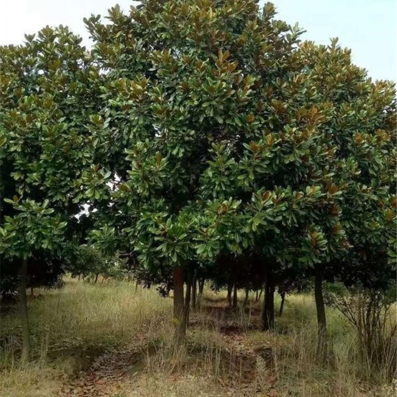 供应广玉兰苗木 1-30公分广玉兰工程绿化树 就在千喜苗木图片