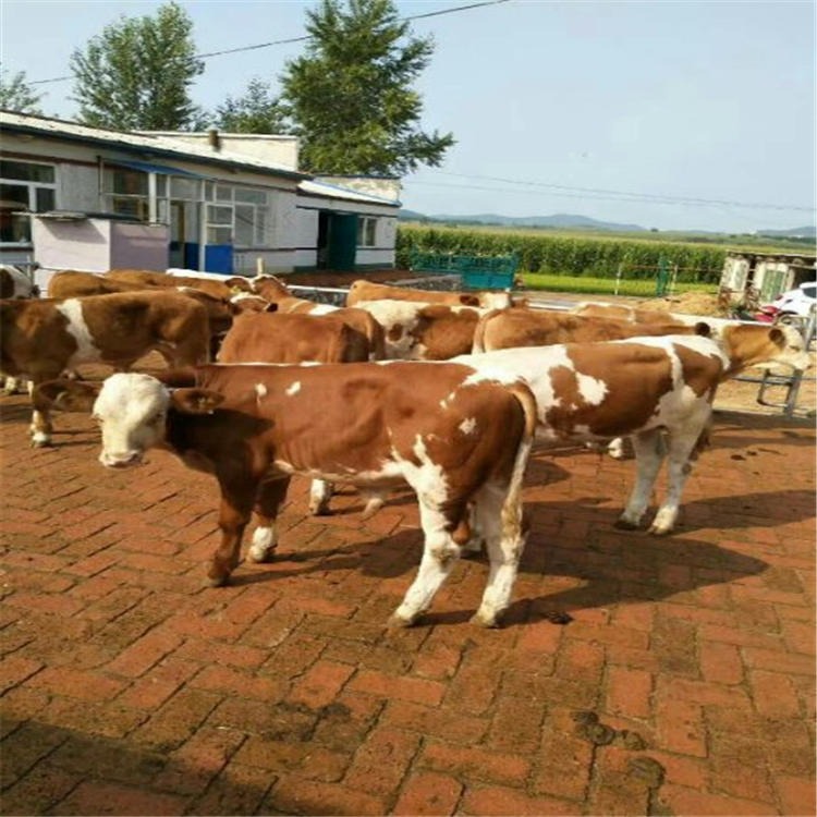 4个月的小黄牛价格 4个月的小黄牛生产基地 通凯 4个月的小黄牛批发