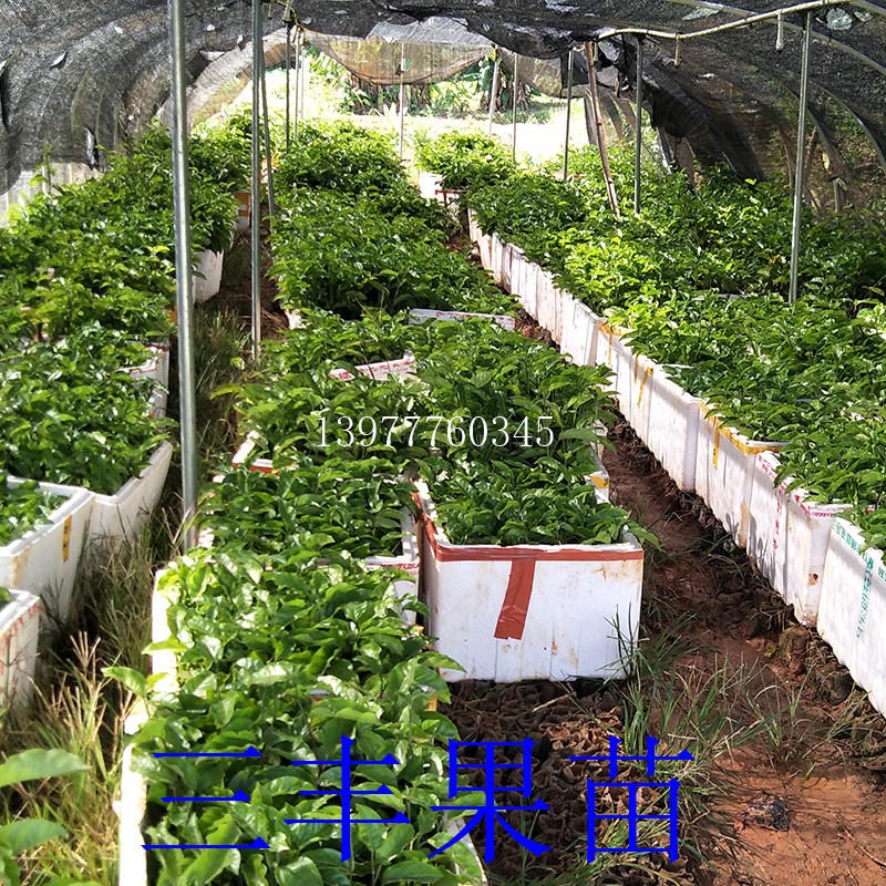高产品种绿皮 香蜜 紫香一号百香果苗果园基地南北方种植盆栽地栽果树苗