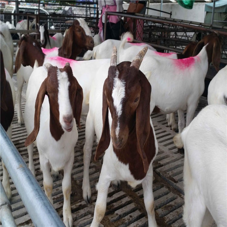 波尔山羊羊羔价格 波尔山羊价格 白山羊羊羔批发价格 龙翔养殖场