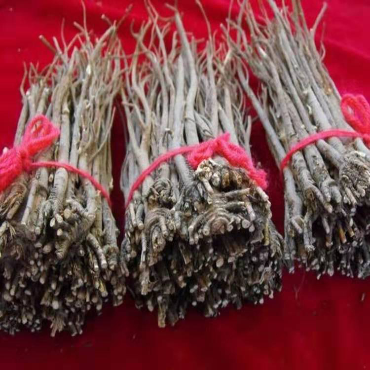柴胡种植方法和播种时间  绿化中草药柴胡种子  药材 柴胡种子   同创药材