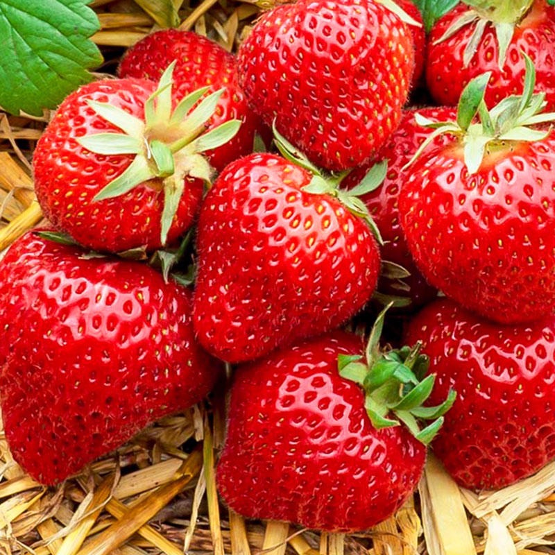 奶油草莓苗四季带土种易活室内盆栽植物水果草莓种子阳台结果草莓苗